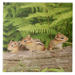 Drie Cute Baby Chipmunks Tegeltje
