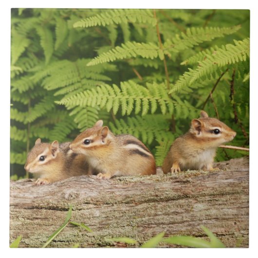 Drie Cute Baby Chipmunks Tegeltje (Voorkant)