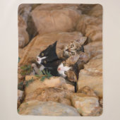 Drie Cute Curious Cat Kittens ziet een grappige fo Sherpa Deken (Voorkant)