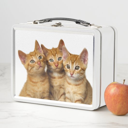 Drie Cute Ginger Cat Kittens Friends Head Foto / (In situ)