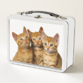 Drie Cute Ginger Cat Kittens Friends Head Foto / (Voorkant)