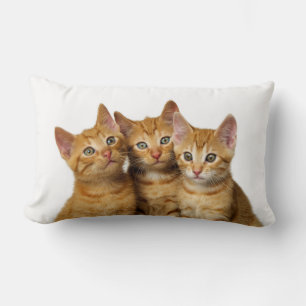 Drie Cute Ginger Cat Kittens Friends Head Foto - Kussen