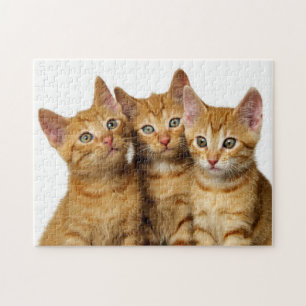 Drie Cute Ginger Cat Kittens Friends Head Foto - Legpuzzel