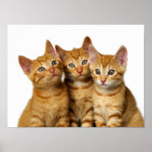 Drie Cute Ginger Cat Kittens Friends Head Foto - Poster (Voorkant)