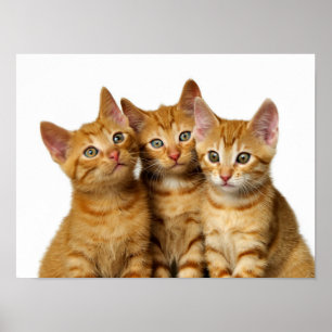 Drie Cute Ginger Cat Kittens Friends Head Foto - Poster