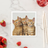 Drie Cute Ginger Cat Kittens Friends Head Foto / Servet (Insitu)