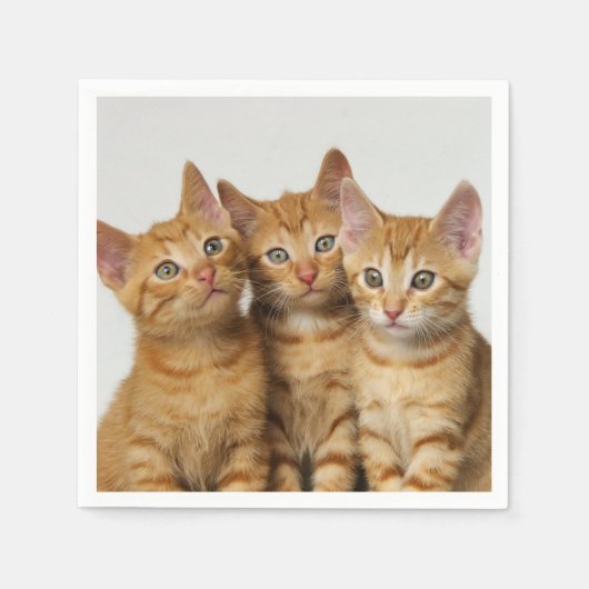 Drie Cute Ginger Cat Kittens Friends Head Foto / Servet (Voorkant)