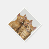 Drie Cute Ginger Cat Kittens Friends Head Foto / Servet (Hoek)