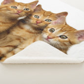 Drie Cute Ginger Cat Kittens Friends Head Foto - Sherpa Deken (3/4)