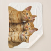 Drie Cute Ginger Cat Kittens Friends Head Foto - Sherpa Deken (Voorkant)