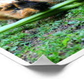 Drie Cute Guinee-varkens in een rij-eetselderij Poster (Hoek)