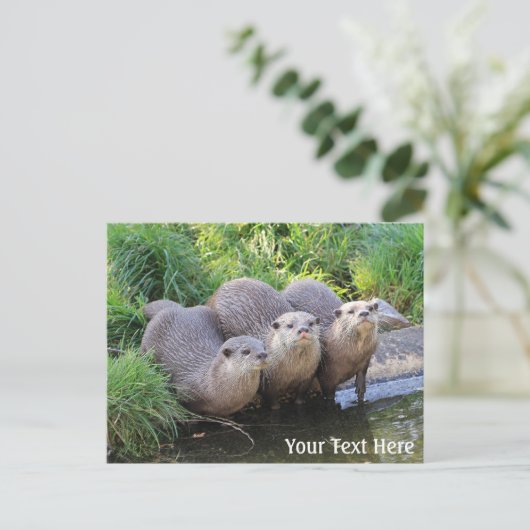 Drie Cute Otters Wildlife Fotografie Briefkaart (Staand voorkant)