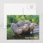 Drie Cute Otters Wildlife Fotografie Briefkaart (Voorkant / Achterkant)