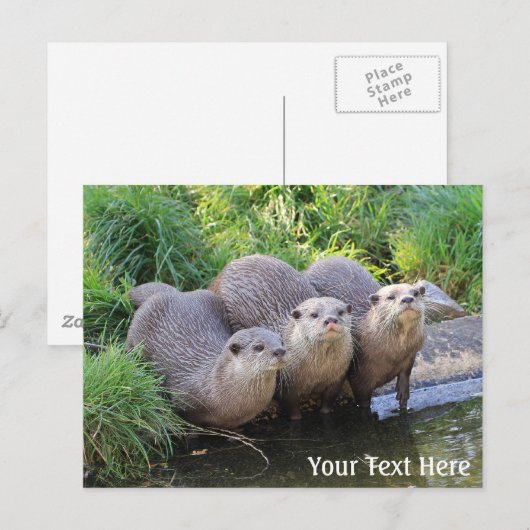 Drie Cute Otters Wildlife Fotografie Briefkaart (Voorkant / Achterkant)
