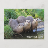 Drie Cute Otters Wildlife Fotografie Briefkaart (Voorkant)