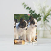 Drie Cute Papillon-Puppies op een tuinbank Briefkaart (Staand voorkant)