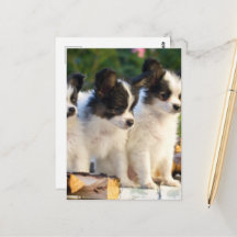 Drie Cute Papillon-Puppies op een tuinbank