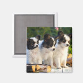 Drie Cute Papillon-Puppies op een tuinbank Magneet (Voorkant / Achterkant)