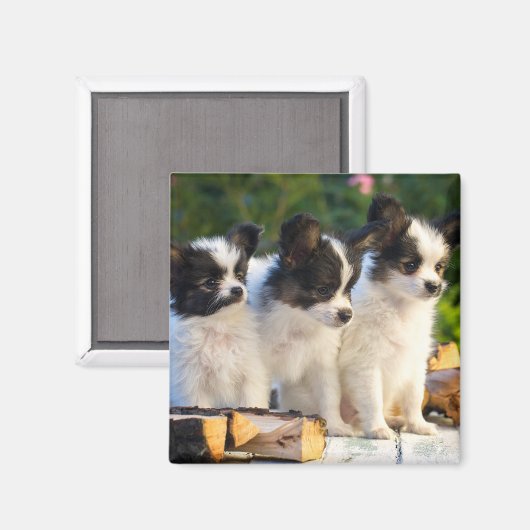Drie Cute Papillon-Puppies op een tuinbank Magneet (Voorkant / Achterkant)