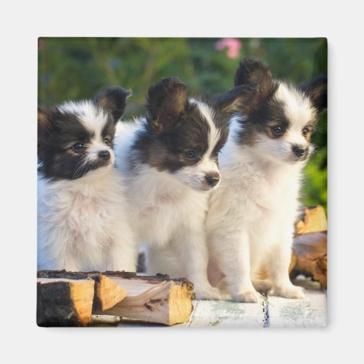 Drie Cute Papillon-Puppies op een tuinbank Magneet (Voorkant)