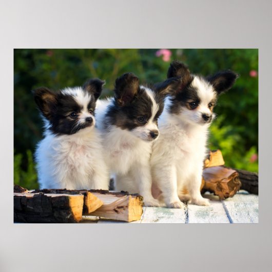 Drie Cute Papillon-Puppies op een tuinbank Poster (Voorkant)