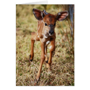 Drie dagen oud baby Nyala hert