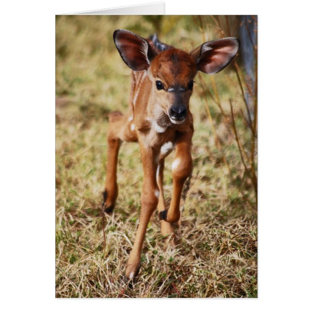 Drie dagen oud baby Nyala hert (Voorkant)