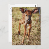Drie dagen oud baby Nyala hert Briefkaart (Voorkant / Achterkant)