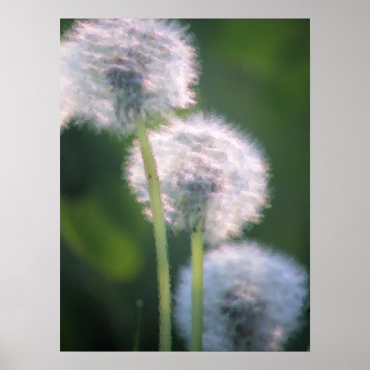 Drie Dandelion Blooms schilderen Poster (Voorkant)