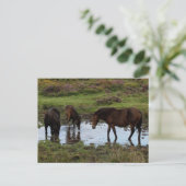 Drie dartmoor-ponies Drink in watering Briefkaart (Staand voorkant)