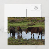 Drie dartmoor-ponies Drink in watering Briefkaart (Voorkant / Achterkant)
