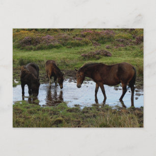 Drie dartmoor-ponies Drink in watering Briefkaart