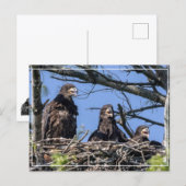 Drie dezelfde briefkaart (Voorkant / Achterkant)