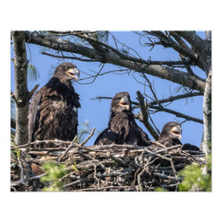 Drie dezelfde foto afdruk