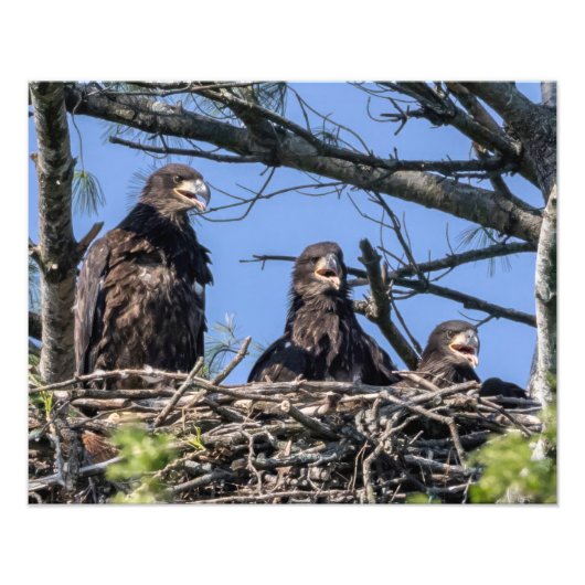 Drie dezelfde foto afdruk (Voorkant)