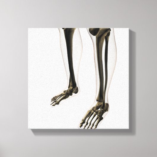 Drie dikke Uitzichten van de menselijke poot en vo Canvas Afdruk (Voorkant)