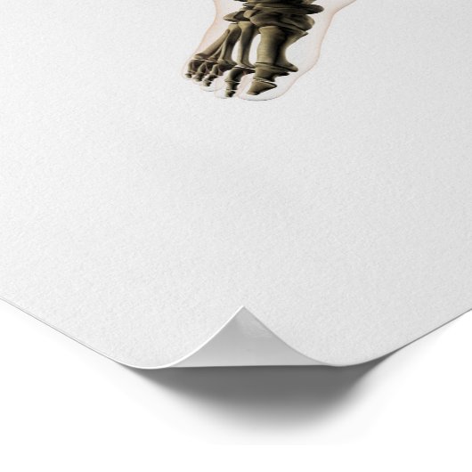 Drie dikke Uitzichten van de menselijke poot en vo Poster (Hoek)