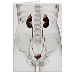 Drie dikke Uitzichten van het urinestelsel van het