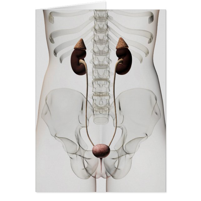 Drie dikke Uitzichten van het urinestelsel van het (Voorkant)