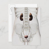 Drie dikke Uitzichten van het urinestelsel van het Briefkaart (Voorkant / Achterkant)