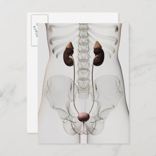 Drie dikke Uitzichten van het urinestelsel van het Briefkaart (Voorkant / Achterkant)