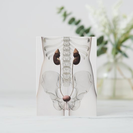 Drie dikke Uitzichten van het urinestelsel van het Briefkaart (Staand voorkant)