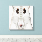 Drie dikke Uitzichten van het urinestelsel van het Canvas Afdruk (Insitu (Houten vloer))