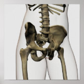 Drie dimensionale Uitzichten van Botten van de men Poster (Voorkant)