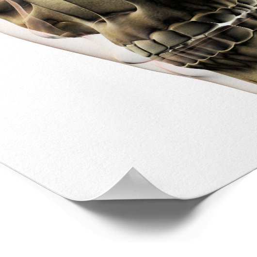 Drie dimensionale Uitzichten van de menselijke sch Poster (Hoek)