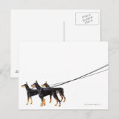 Drie Dobermans op de as Briefkaart (Voorkant / Achterkant)