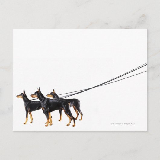 Drie Dobermans op de as Briefkaart (Voorkant)