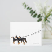 Drie Dobermans op de as Briefkaart (Staand voorkant)