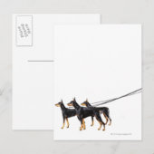 Drie Dobermans op de as Briefkaart (Voorkant / Achterkant)