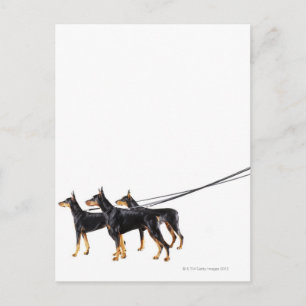 Drie Dobermans op de as Briefkaart